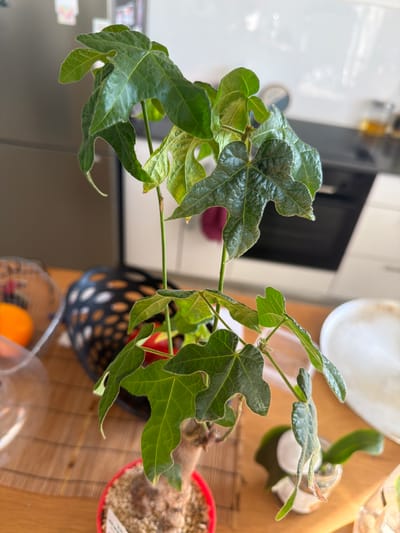 An indoor shot captures a potted plant with lobed, green leaves, possibly a young fig tree, placed on a wooden table. The plant's base is in a red pot, with some of the potting soil visible. In the background, the image shows a kitchen setting with white cabinets and appliances. To the left, a refrigerator is partially visible. On the table, a black woven basket and a clear plastic container holding an orange are also present. The overall lighting suggests it is daytime. The image was taken in Sderot, Israel.