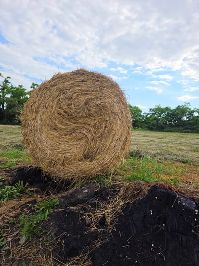 A large, round bale of hay rests on dry, brown grass next to a charred tree stump. The hay bale is tightly wound, with straw strands visible on its surface. The tree stump is black and appears burnt, with small white objects scattered on it, possibly fungi. Green grass is growing around the base of the stump and near the hay bale.
In the background, a field of cut hay stretches out, with green trees lining the horizon. The sky is blue with scattered white clouds. The lighting suggests it is daytime, likely late morning or afternoon. The overall scene depicts a rural or agricultural setting. There is no visible text in the image.