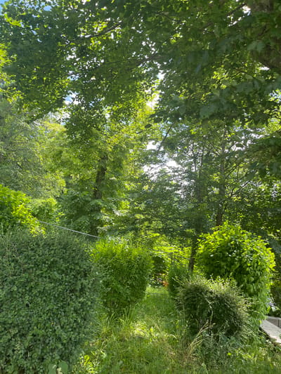 The image depicts an outdoor scene on a sunny day, likely in a residential garden or park area within Oberammergau, Germany. The foreground is dominated by lush green bushes and tall grass, with a subtle hint of a metal railing or fence running horizontally across the middle ground. Behind these, a dense canopy of trees creates a dappled light effect, suggesting mature foliage. The overall impression is one of a verdant, slightly overgrown natural setting bathed in sunlight filtering through leaves.