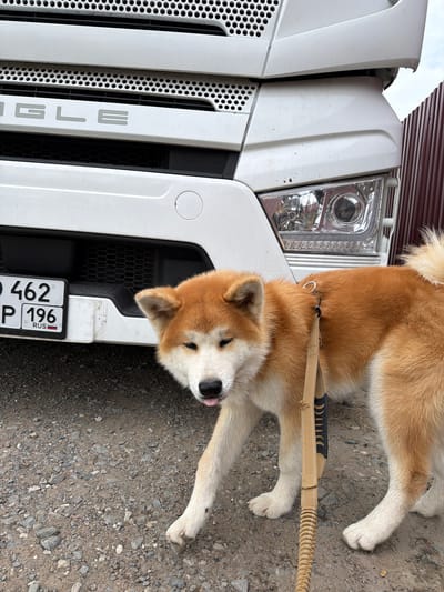 A relaxed Akita Inu dog, predominantly ginger with white markings, lies on a gravel surface next to the front of a white truck. The dog is positioned with its body stretched out and its head turned towards the camera, a slight bit of its tongue visible, indicating a state of rest or mild panting. It wears a dark harness, from which a beige leash with a dark handle extends over its body and onto the ground.
The truck's front is visible, featuring a prominent white grille with vertical bars and perforated sections. A large rectangular headlight assembly is seen on the upper right side of the truck's front. On one of the white grille bars, the word "SİNGLE" is visible, styled with a dotted 'i'. A Russian license plate is mounted on the lower front bumper of the truck. The visible text on the two-line license plate includes the numbers "462" on the top line (with the initial letter obscured), and the letter "P" followed by the region code "196 RUS" on the bottom line (with the second letter of the series obscured).
The scene is set outdoors in Kamyennoye, Russia, during daytime under clear, bright lighting. A reddish-brown structure, possibly a building or roof, is visible in the background. The ground consists of rough gravel and dirt. The image captures a serene moment, possibly a rest stop for the truck and its canine companion.