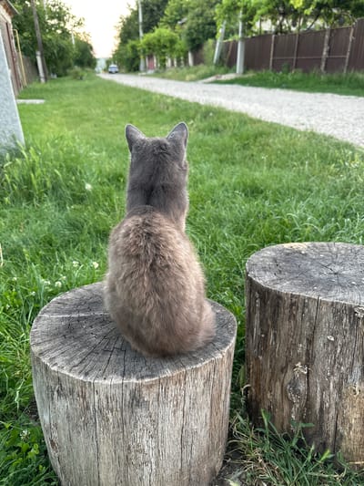 A gray cat is sitting on a tree stump, facing away from the camera, looking down a dirt road in the village of Pîrlița, Moldova. The cat's fur is fluffy, and its ears are pointed. The tree stump is rough and weathered, with visible rings. To the right of the cat, another tree stump is visible, also weathered and rough. The road is lined with green grass and trees. In the distance, a car is visible on the road. The sky is a soft yellow, suggesting it is either early morning or late afternoon. The overall scene is peaceful and rural.