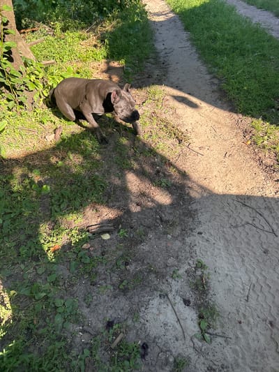 A dark gray dog, likely a pit bull or similar breed, sits on the ground in a sun-dappled area with patches of grass and dirt. The dog is looking upwards with its head tilted. In the background, a dirt path is visible, bordered by green grass. The ground is a mix of light gray, sandy soil with some vegetation and debris scattered across it. A shadow, cast by an unseen object, falls across the scene, creating a contrast between light and dark areas. The image appears to be taken outdoors during the daytime, under sunny conditions. The overall impression is that of a dog resting or observing its surroundings in a natural, possibly rural or park-like setting. There is no visible text in the image.