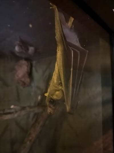 A bat is hanging upside down, clinging to a surface with its feet. Its wings are folded tightly against its body, creating a fan-like shape. The bat has large, dark eyes and a pointed snout. The background is dark and blurry, with some indistinct shapes that appear to be branches or foliage. There is a hint of light reflecting off what appears to be glass, suggesting the bat may be in an enclosure such as a terrarium or zoo exhibit. The lighting is dim, creating a moody atmosphere. There is no indication of the specific location in Akatovo, Russia, within the image itself.