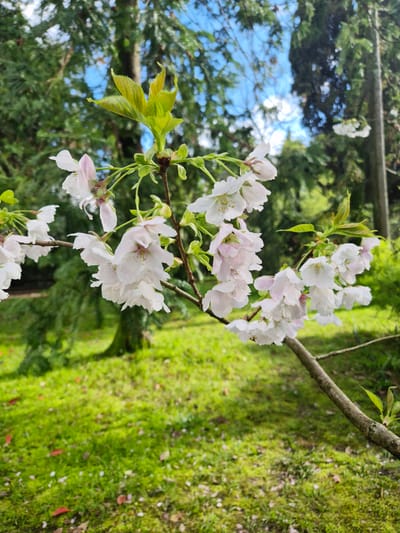 A close-up, slightly rotated shot focuses on a branch of a flowering tree. The blossoms are predominantly white, with subtle hints of pink in their centers. Young, green leaves are also visible on the branch. The background includes green foliage and a patch of blue sky. A patch of green grass is visible next to the tree. The photograph was likely taken in an outdoor setting, possibly a park or garden. The location is unknown.