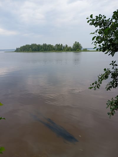 A serene lake scene in Vekoshinka, Russia, under a cloudy sky. The water is calm, reflecting the muted tones of the overcast sky and the lush green trees lining a distant island. Submerged logs are visible beneath the surface of the shallow, murky water near the foreground. The right side of the frame features the branches of a tree with green leaves, adding a touch of nature's texture to the composition.