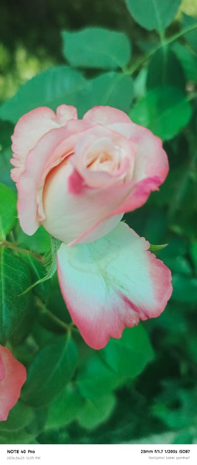 The image is a close-up, vertical shot of a pink and white rose with green foliage in the background. The rose is in bloom, with its petals unfurling. The lighting suggests it is daytime. The bottom of the image contains text overlays: "NOTE 40 Pro", "2026.06.25 12:05 PM", and "23mm f/1.7 1/200s ISO87 Nohijahoi tobei çumhuri". This text likely indicates the device used to capture the photo, the date and time, and camera settings. There is no visible indication of the city of Roghun, Tajikistan, within the image itself, though the text overlay "Nohijahoi tobei çumhuri" translates to "Regions of Tajikistan" which could imply the general location.