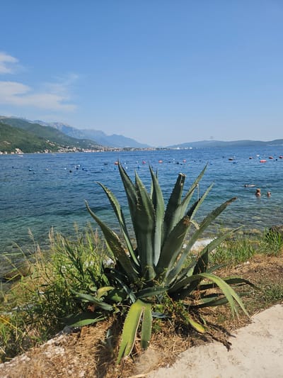 A vertical, eye-level, medium outdoor shot captures a large agave plant in the foreground on a sunny day. The plant's thick, spiky green leaves fan out from its base, with some dried grass and a concrete path visible around it. Beyond the agave, a body of calm blue water stretches to the horizon, dotted with several orange and blue buoys. In the distance, a shoreline with green, tree-covered hills and a town is visible, leading up to a mountain range under a clear blue sky with sparse white clouds. A few people are in the water, swimming or wading. The scene appears to be a coastal area in Jošice, Montenegro.