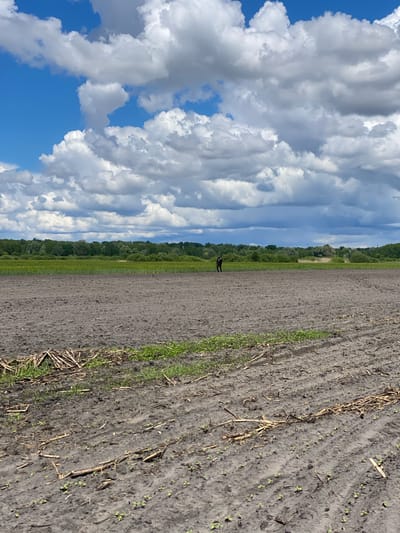 The image shows a rural scene in Matyashivka, Ukraine. A field occupies the right side of the frame, displaying rows of newly sprouted plants and scattered stalks of harvested crops. A person is visible in the field. A line of trees stretches along the horizon, separating the field from the expansive sky. The sky is partially covered with cumulus clouds.