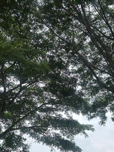An upward shot looking through the dense green foliage and dark, textured branches of several trees, possibly in a park or natural area. The sky, partially visible through the leaves, is overcast with a light gray hue. The overall impression is one of a canopy of trees against a muted sky.