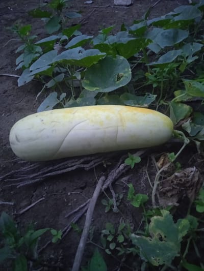 A pale yellow, elongated cucumber rests on dark soil amongst green leaves and dry twigs. The cucumber is positioned horizontally in the center of the frame, taking up a significant portion of the image. It shows faint indentations or markings along its surface. The surrounding environment appears to be a garden or cultivated area, with soil and plant foliage visible. The lighting suggests it may be late afternoon or early morning. The location is identified as Meunasahblang, Indonesia.