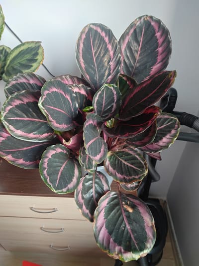 An indoor, high-angle, medium shot captures a Calathea Roseo-Picta plant on a light wood dresser in Piatra Albă, Moldova. The plant's large, oval leaves are dark green with striking pink and lighter green stripes radiating from the center vein, and some leaf edges show signs of browning. The dresser has three drawers with silver, bowed handles. In the background, a grey wall meets a wooden floor, and a black hose, possibly from a vacuum cleaner, is visible behind the plant. The lighting appears to be natural, coming from the right.