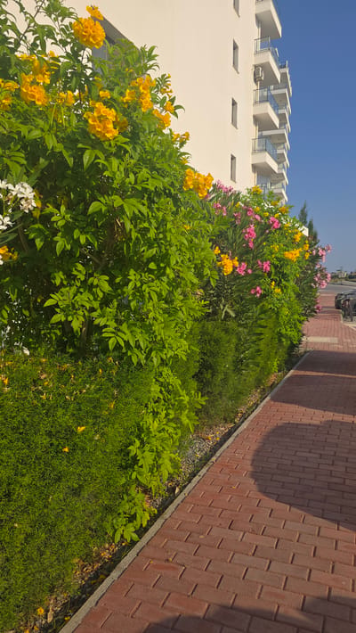 The image shows a row of flowering bushes and trees adjacent to a red brick sidewalk in front of a modern white building. The bushes feature yellow, pink, and white flowers, with abundant green foliage. The sidewalk is well-maintained and shows some shadows cast by the plants. The building has multiple balconies with glass railings and is multi-story. The sky is clear and blue, indicating a sunny day. The scene appears to be a well-landscaped area in a residential or commercial district, possibly in Trikomo, Northern Cyprus. There are no people visible in the image, but parked cars are partially visible on the right side of the sidewalk, suggesting a public area or parking space.