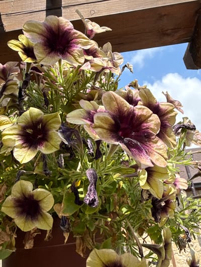 A close-up, eye-level shot shows a hanging basket of petunias under a wooden pergola in Mirikənd, Azerbaijan. The petunias have a bicolor pattern, with yellow or light green outer petals and deep purple or burgundy throats. Some of the flowers are in full bloom, while others are wilted or have dried petals. The green foliage of the petunias is visible throughout the basket. In the background, a bright blue sky with scattered white clouds can be seen through the gaps in the wooden pergola. The texture of the weathered wooden beams of the pergola is prominent in the upper portion of the frame. The bottom of a brown planter is partially visible at the very bottom of the image.