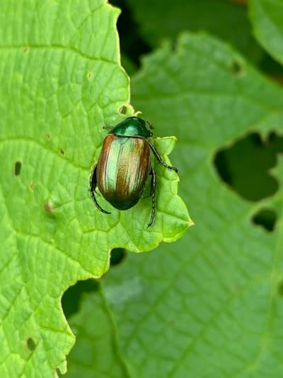 A close-up, high-angle shot shows a Japanese beetle resting on a green, textured leaf. The beetle's iridescent shell displays shades of green and coppery brown. The leaf has irregular, chewed edges and visible veins. The background is a blurred, out-of-focus green, suggesting other foliage. The image is sharp and detailed, focusing entirely on the insect and the leaf. There is no information available about this image being located in Ustinovka, Russia.