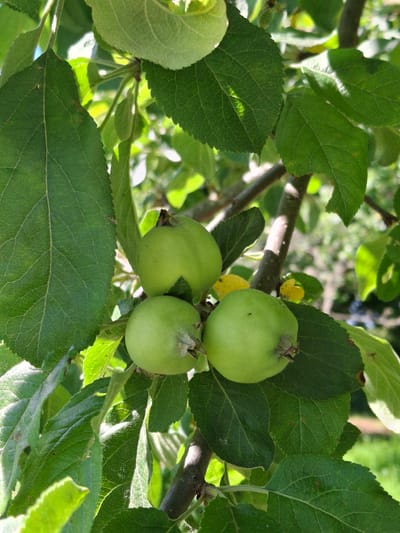 A close-up, eye-level shot showcases a cluster of three small, unripe green apples hanging from a tree branch, amidst lush green leaves. The apples are round with slight indentations at the top where they attach to the stem. Sunlight filters through the foliage, creating dappled lighting and highlighting the texture of the leaves and the smooth skin of the apples. The background is softly blurred, suggesting an outdoor setting, likely a garden or orchard. The scene is located in Дубровенски сельскі Савет, Belarus.