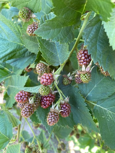 This is a close-up, eye-level, natural light, vertical, outdoor shot of ripening blackberries on a bush. The berries are in various stages of development, with some still green and others a deep red-purple. They are clustered on thin stems with green, serrated leaves. The background is out of focus, showing more green foliage and hints of sunlight. The scene appears to be in a garden or natural setting within the city of Karabanovo, Russia.