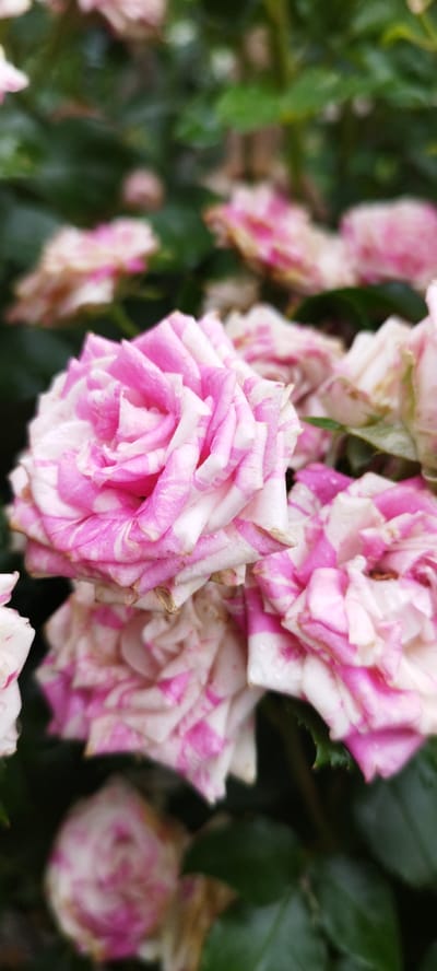 A close-up, vertical shot showcases a cluster of striped roses, primarily pink and white, with some roses showing slight wilting. The flowers are covered in small water droplets, suggesting recent rain or dew. The background is a blur of dark green foliage. The image is set in the village of Azginavichy, in the Azginavichy rural council of Belarus.