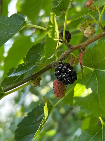 A close-up, low-angle shot showcases a ripe black mulberry and a partially ripe pinkish-white mulberry hanging from a branch amidst lush green mulberry leaves. The mulberries are clustered together, with the black one fully developed and the other in transition. The surrounding leaves are vibrant green, with some catching the sunlight, creating bright highlights and soft shadows. The background is a bokeh of green and white, suggesting a natural outdoor environment. The image appears to have been taken during daylight hours.