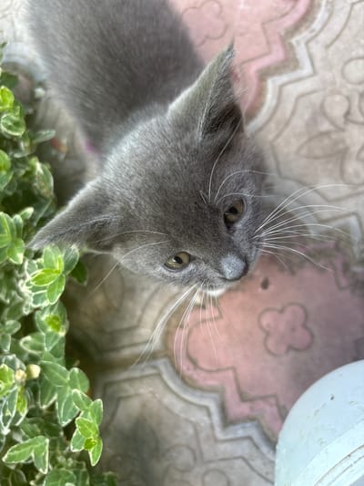 A close-up, high-angle shot shows a young, grey kitten looking up and to the right. The kitten has large, expressive yellow eyes and prominent white whiskers. It is positioned next to a cluster of vibrant green, variegated leaves of a plant, with some leaves showing white edges. The background consists of a textured surface with a repeating pink and grey pattern, resembling decorative paving stones. A white object, possibly a bucket or container, is partially visible in the lower right corner. The overall lighting suggests an outdoor setting during daytime. The location is an outdoor area, possibly a garden or patio, in Zmiiv, Ukraine.