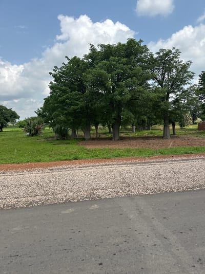 A vertical shot shows a road in Serakye, Nigeria. The road is on the right side of the image and is gray asphalt with a gravel shoulder. The road leads to a dirt path, which is bordered by green grass and trees. The trees are tall and lush with green leaves. Some of the trees appear to be very old. In the background, there are more trees and a glimpse of what appears to be a building with a red brick exterior. The sky is a bright blue with scattered white clouds. The sun appears to be high in the sky, suggesting it is midday. The scene is peaceful and serene. There is no visible text in the image.