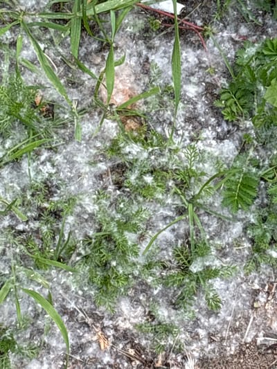 The image shows a patch of ground covered in white, fluffy material, likely cottonwood fluff, intermingled with green grass and small leafy plants. The ground appears to be soil, with some dried leaves and twigs visible. The scene is outdoors, suggesting it is a natural or park-like setting. The overall impression is of a seasonal accumulation of plant debris. There are no people or animals visible in the image. The location is stated to be in the city of Ковалёво, Russia.