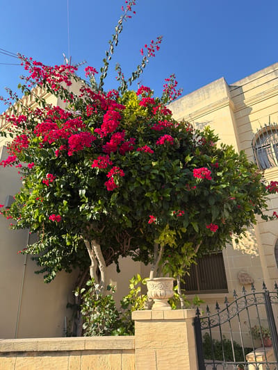 This is a full, eye-level shot of a flowering tree with bright pink bougainvillea in front of a pale yellow building in Xagħra, Malta. The tree is in bloom with abundant pink flowers and green leaves, its trunk is light brown and gnarled. A decorative urn sits on a stone pedestal to the left of the tree. A black wrought iron gate with intricate scrollwork is in the foreground to the right, with a stone wall running along the bottom of the frame. The building behind the tree has a textured facade and a dark-framed window with a metal grate. A small, round stone plaque with text is affixed to the building above the gate. The sky is a clear, vibrant blue.