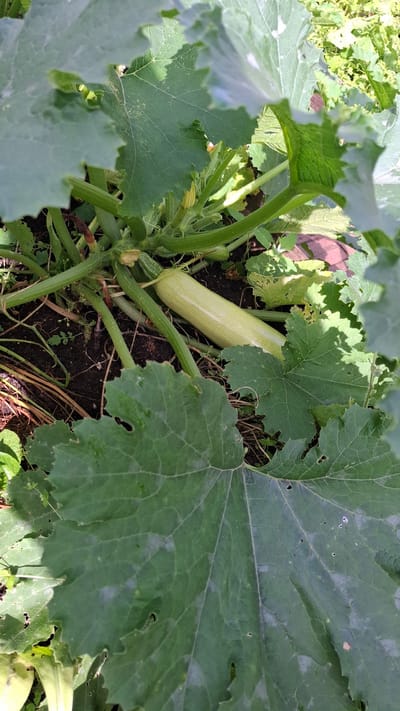 The image depicts a light green zucchini growing on a plant amidst large, dark green leaves. The zucchini is elongated and appears to be mature. The plant is rooted in dark soil, with some dry organic matter and small green sprouts visible around the base. Sunlight filters through the leaves, casting shadows on the plant and the surrounding ground. The overall setting suggests an outdoor garden environment. The image was taken in the city of Орбита Снт (терпигорьево), Russia.