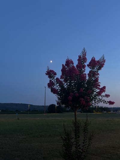 This is a nighttime, low-angle shot of a flowering tree in Šempeter pri Gorici, Slovenia. The sky is a deep twilight blue, with a sliver of the moon visible in the upper left quadrant. The tree is in the foreground, its branches laden with clusters of dark pink flowers and dark green leaves. The tree's trunk is slender and upright, with a smaller shrub at its base. In the middle ground, a grassy field stretches out, intersected by a road and several streetlights. In the distance, a dark, rolling hill is silhouetted against the horizon, with a small, illuminated structure atop it. The overall impression is one of quiet solitude at dusk.