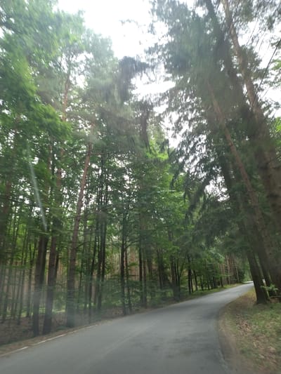The image depicts a road winding through a dense forest. The perspective suggests the photo was taken from a moving vehicle, possibly a car or bicycle, due to the motion blur. The road is paved and appears to be a single lane, bordered by a grassy verge and the thick foliage of the trees. The forest is dominated by tall, slender trees with green leaves, creating a canopy that casts dappled shadows. Sunlight filters through the leaves, suggesting it is daytime, likely late morning or afternoon given the brightness. The overall impression is one of a tranquil, natural setting. The blurriness indicates movement and possibly a slightly overcast or hazy sky contributing to the soft lighting. The specific location is Slabčice, Czechia. No people, objects, or text are clearly discernible in the image.