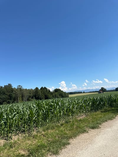 The image depicts a rural scene in Tuntenhausen, Germany, on a clear, sunny day with a vast expanse of bright blue sky occupying the upper portion of the frame. In the foreground, a dirt path runs diagonally from the lower right corner towards the center. To the left of the path, a field of tall, green corn stalks stands densely packed. Beyond the cornfield, a line of trees forms a dark green border, with a few lighter birch trees interspersed among them. In the mid-ground, a cultivated field with lighter green vegetation is visible, leading towards rolling hills and distant mountains. A small, red-roofed building with an attached silo or similar structure is situated on the right side of the mid-ground, near the treeline. White, fluffy clouds are scattered across the sky in the distance. The overall environment is agricultural and natural.