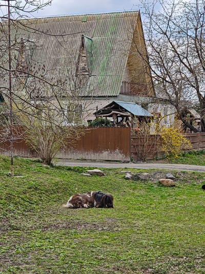 In Khrinivka, Ukraine, two ponies lie on a grassy, slightly muddy slope in front of a weathered house with an aged, gray corrugated metal roof. The house features a distinctive upper level with dormers and a small balcony. A brown wooden fence runs along the property line, interspersed with flowering bushes, one of which displays vibrant yellow blossoms. Bare trees and budding shrubs frame the scene. A small structure with a green roof is visible behind the fence. The sky is overcast.