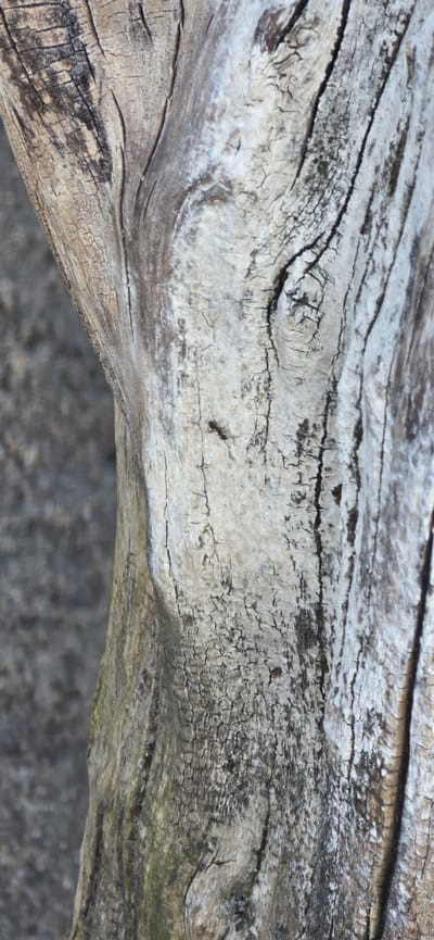 The image shows a close-up of a weathered, light-colored tree trunk, likely a dead or dried branch. The bark is deeply fissured, with some areas appearing bleached or covered in a powdery substance, possibly lichen or dried sap. Darker, rougher textures are visible in contrast to the lighter, smoother areas. A single black ant is clearly visible crawling on the cracked surface of the wood. The background is a blurred, grayish-brown, suggesting a natural environment, possibly soil or rock. The image's focus is entirely on the texture and details of the wood and the ant, with no discernible urban elements or specific location markers within Issyk-Kul, Kyrgyzstan.