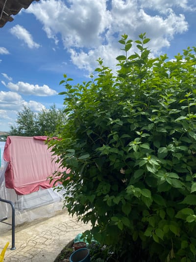 The image depicts an outdoor scene on a sunny day with a blue sky filled with fluffy white clouds. A large, lush green bush dominates the right side of the frame, its leaves densely packed and vibrant. In the background, to the left of the bush, a pink swing canopy is visible, partially covered by a sheer white netting. The swing itself appears to be made of metal. A light-colored, textured patio extends across the bottom of the image, with a yellow watering can resting on its edge in the lower left corner. Some potted plants are scattered on the patio near the bottom right. The overall impression is one of a residential backyard in a green, possibly rural, setting. This scene is located in the city of Uchaly, Russia.