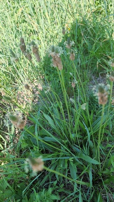 The image shows a close-up view of a patch of tall green grass and other vegetation, with several spiky seed heads of plantain visible among the leaves. The scene is outdoors, with natural light creating shadows and highlights on the plants. The background is a blur of more green foliage, suggesting a natural or uncultivated environment. There are no people or man-made objects clearly visible in the frame. The setting appears to be a grassy area, potentially a meadow or roadside verge. It is not possible to determine the exact location within Sant Joan les Fonts from this image alone.