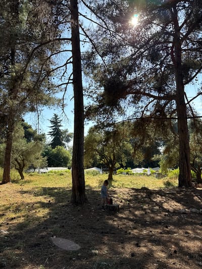 The image shows a sunny outdoor scene in what appears to be a pine forest in Kfar Vradim, Israel. Two prominent pine trees frame the left side of the image, their branches reaching towards the top. The sun is visible through the branches on the left. The ground is covered with pine needles and cones. In the center of the scene, a person is next to a wooden stump. A greenhouse structure is partially visible in the background, surrounded by greenery. Another pine tree is visible towards the right, in the background.