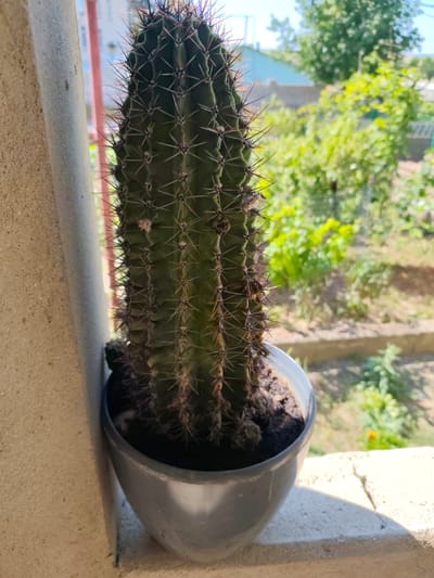 A potted cactus is positioned on a windowsill next to a concrete wall. The cactus is dark green with sharp spines and is in a grey pot. The background shows a blurred outdoor scene with green foliage and some buildings, suggesting a residential area in Florești, Moldova. Sunlight casts shadows, indicating it is daytime.