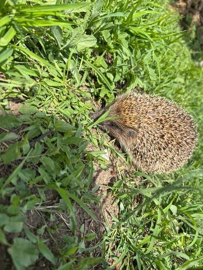 A hedgehog is curled into a ball in the grass. The hedgehog is brown and tan with sharp quills. It is on the ground in a grassy area with dirt patches. The sun is shining, casting shadows on the ground. The image appears to have been taken outdoors in a natural setting. The location is identified as Verinsko, Bulgaria.