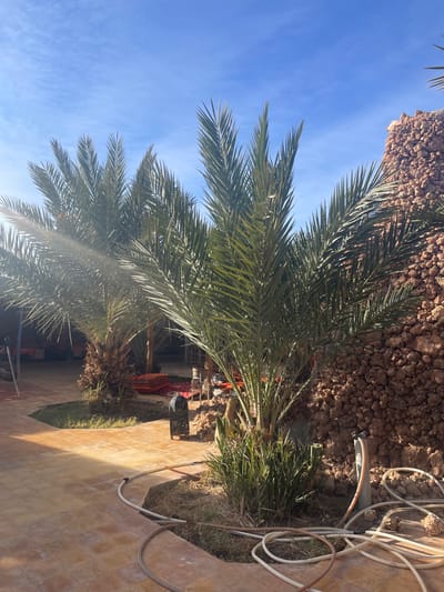 Palm trees stand tall against a clear blue sky. The lower portion of the scene shows a reddish-brown tiled surface and earthy terrain. White water hoses curl around the edge of the tile. In the background, various objects and structures are partially obscured by the trees, adding a touch of activity amidst the natural scenery.