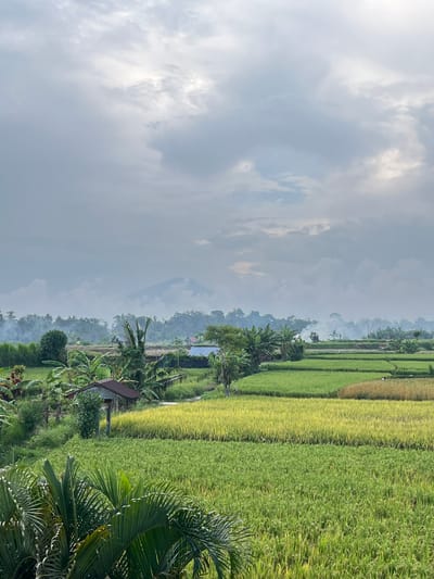 This photograph depicts a landscape view of Singakerta, Indonesia, featuring a rice paddy field under a cloudy sky. The rice paddy extends across the foreground to the right, with alternating green and golden strips indicating different stages of growth or variety. To the left of the rice paddy, there's a transition to a lush, tropical area with various trees and plants, including palm trees. Smoke or mist is present in the middle ground, possibly indicating agricultural burning or atmospheric conditions. A glimpse of structures like huts or small buildings is visible amidst the greenery. The sky takes up a large portion of the left side of the image, showing diffused sunlight and a mix of light and dark clouds. The overall composition suggests a serene, rural scene characteristic of the Singakerta region in Indonesia.