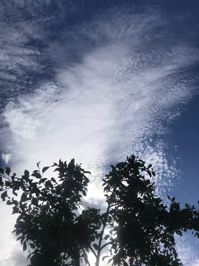 The image shows a view of the sky through the branches of a tree. The sky is blue with patches of white clouds. The clouds have a wispy, textured appearance. The tree branches and leaves are silhouetted against the sky. It is unknown if this picture was taken in Petrykiv, Ukraine.