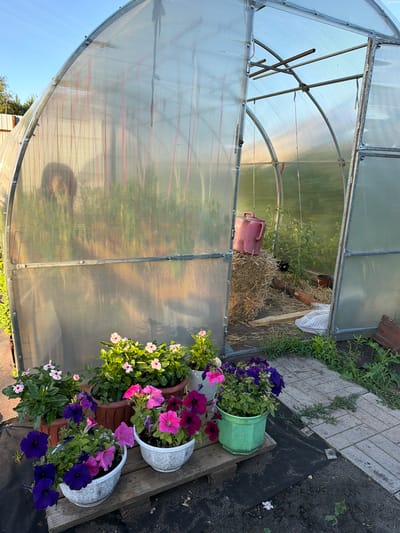 In Kansk, Russia, a clear polycarbonated greenhouse stands open, revealing its interior. The greenhouse is framed by a metal structure and has a arched roof. Inside, tomato plants are visible, along with a large bale of hay and a pink watering can. Outside the greenhouse, several potted flowers are arranged on wooden planks in the foreground. These include petunias in shades of purple and pink, as well as lighter pink and white vinca flowers. The ground around the greenhouse is a mix of soil, black landscaping fabric, and a brick pathway. The sky is clear and blue.