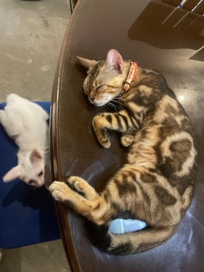 A tabby cat with a patterned coat and an orange collar lies asleep on a dark brown round table. Below the table, a small white rabbit rests on a blue cushion. The location is the city of Hijo, Philippines.