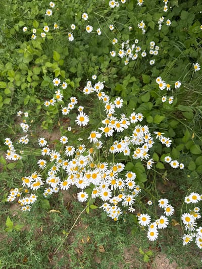 A field of daisies is in bloom in Kołczewo, Poland. The daisies are white with yellow centers and are surrounded by green foliage. The ground is covered in a mix of dirt and grass. The image is taken from a high angle, looking down at the flowers. There are no people or animals in the image. The overall impression is one of natural beauty and tranquility.