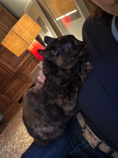 The image depicts a tortoiseshell cat being held in a person's arms. The person is wearing a dark blue top and denim jeans with a studded belt. The cat is nestled against the person's chest. The setting appears to be indoors, near a wooden cabinet and a lampshade. There is no information in the image that identifies the location as La Lucila, Argentina.