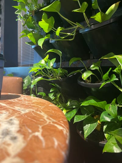 The image captures a close-up view of a vertical garden filled with lush green Pothos plants, possibly located in a cafe or indoor seating area in Agios Athanasios Municipality, Cyprus. The plants are arranged in black plastic pots stacked on a metal frame, with sunlight filtering through blinds in the background, creating patterns of light and shadow. In the foreground, a portion of a round table with a marbled orange and white surface is visible, partially obscuring a brown upholstered chair. A blue disposable coffee cup is also present near the chair. The scene suggests a tranquil, biophilic interior design element within an urban setting.