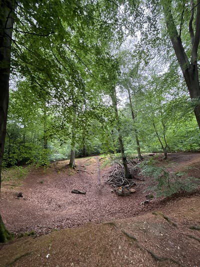 The image depicts a serene woodland scene, likely a path or natural clearing within a forest. The perspective is slightly elevated, looking down into a gentle depression or a broad trail. Dominating the upper and left parts of the frame are numerous deciduous trees, their branches adorned with lush, vibrant green foliage, forming a dense canopy overhead. The light filtering through the leaves appears soft and diffused, suggesting either an overcast day or dappled sunlight.

The ground throughout the scene is thickly covered with a carpet of brown, dried leaves, indicating a natural, untamed environment. A distinct path or cleared area runs through the middle of the frame, also covered in these fallen leaves. On the left side of this path, near the base of a tree, there is a notable pile of cut branches and logs, suggesting recent felling or maintenance work. Further down the path, a single, shorter log rests on the leafy ground. To the right, a slight incline or bank is visible, also covered in brown leaves and featuring some exposed tree roots.

There is no specific activity taking place, and the scene evokes a sense of peacefulness and natural beauty. The time of day appears to be daytime, with no harsh shadows. No text is visible in the image. The character of the woodland, with its deciduous trees and leaf-covered ground, is consistent with forests found in Penn, United Kingdom.