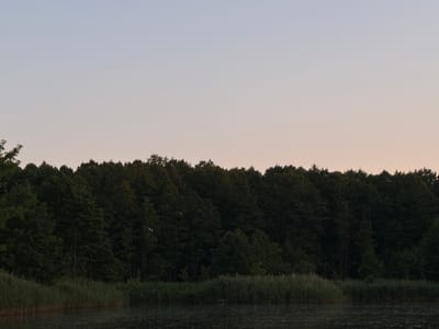 The image depicts a serene natural scene with a dense forest bordering a calm body of water. The forest, filled with lush green trees, forms a dark, undulating line across the mid-ground. In the foreground, reeds and tall grass grow along the water's edge, their tips brushing against the dark, rippling surface of the water. The sky above is a soft, pale gradient, transitioning from a lighter hue near the horizon to a gentle blue higher up, suggesting either dawn or dusk. There are no people or man-made objects visible, emphasizing the natural and tranquil atmosphere of the location. The overall mood is peaceful and undisturbed, characteristic of a quiet natural landscape. The location context provided is Падлабенскі сельскі Савет, Belarus.