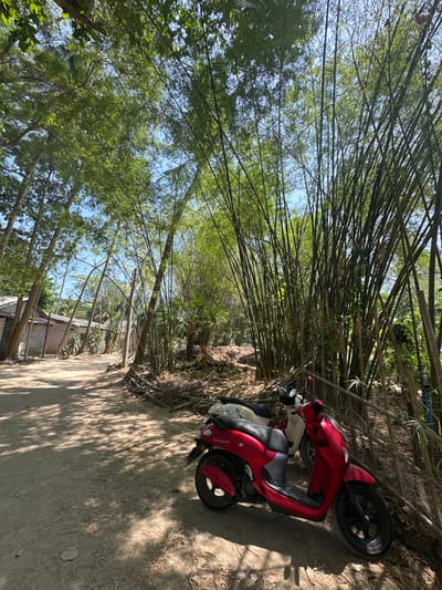 The scene depicts a rural or semi-rural setting in Phra Ae, Thailand, under clear, bright daylight. A dirt path, showing evidence of vehicle traffic, extends into the background from the left foreground. On the immediate right of the path, two scooters are parked: a red Honda Scoopy i12 in the foreground and a cream-colored scooter partially obscured behind it. Both scooters face towards the right. Behind the scooters and along the right side of the path, a dense stand of tall, slender bamboo trees forms a significant natural barrier, with dry leaves and organic debris accumulated at their base. To the left of the path, several simple, single-story structures, consistent with residential or storage buildings, are visible, constructed with light-colored walls and obscured partially by other trees. The path itself is dappled with shadows cast by a variety of mature trees with lush green foliage that line both sides, contributing to a canopy that partially obscures a clear blue sky. No individuals or active subjects are present.