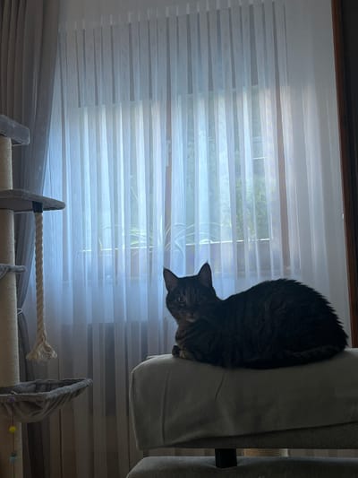 A tabby cat is resting on a cushioned surface in front of a window covered by vertical, sheer curtains. The cat is dark-colored with tabby markings. Behind the cat, the window reveals the faint outlines of plants and trees. To the left of the cat, a portion of a cat tree is visible, with a dangling rope and a hammock-like structure. The scene appears to be indoors, likely in a residential setting. There is no indication of the city of Böckstein, Austria.