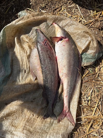 Three deceased fish are depicted resting on a light-colored, creased woven polypropylene sack. Two larger fish, approximately 60-70 cm in length, are prominently displayed. One is dark grey/black, and the other is lighter grey/silver with reddish gill areas and a bifurcated tail fin, displaying several small dry plant fragments adhering to its body. A third, smaller, light-colored fish is partially visible beneath the darker large fish. The sack lies on dry, exposed earth with scattered dry straw and plant debris. The scene is illuminated by strong overhead sunlight, casting distinct shadows. This scene is located in Kokani North, Nigeria.
